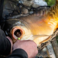 Carpo: The fluoro drilled boilie pellet