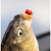 Sensate Fish Accelerant Bait Dye